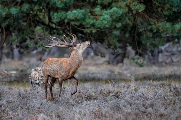 Vörös Szarvas Szarvas Szarvas Ruting Szezonban Erdőben Hoge Veluwe Nemzeti — Stock Fotó