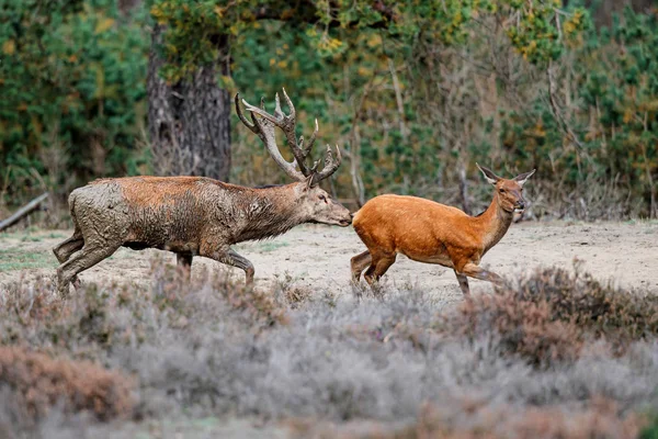 Veado Vermelho Perseguindo Uma Fêmea Época Rutting Floresta National Park — Fotografia de Stock