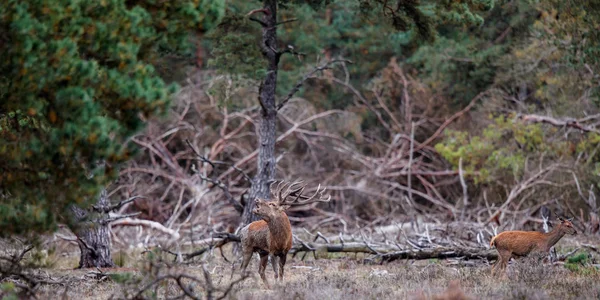 Jeleń Okresie Rutynowym Lesie Parku Narodowego Hoge Veluwe Holandii — Zdjęcie stockowe