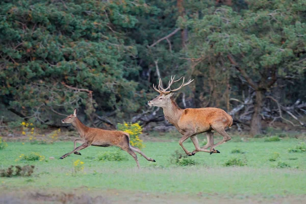 Ciervo Rojo Persiguiendo Una Hembra Temporada Celo Bosque Del Parque — Foto de Stock