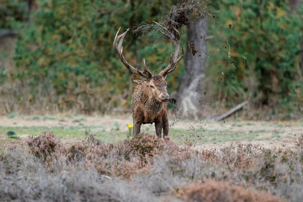 Hertenhert Bronstseizoen Het Bos Van Nationaal Park Hoge Veluwe — Stockfoto