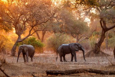 Kurak mevsimde gün batımında erkek fil Zimbabwe 'deki Mana Havuz Milli Parkı' ndaki yüksek ağaçların ormanında.