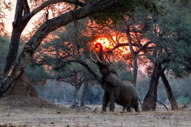 Kurak mevsimde gün batımında erkek fil Zimbabwe 'deki Mana Havuz Milli Parkı' ndaki yüksek ağaçların ormanında.