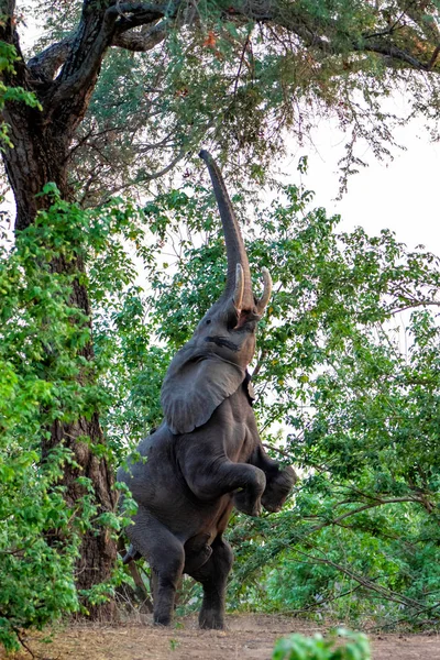 Elefante Macho Estación Seca Bosque Árboles Altos Parque Nacional Mana —  Fotos de Stock