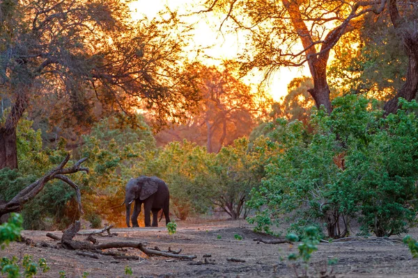 Gajah Jantan Saat Matahari Terbenam Musim Kemarau Hutan Pohon Tinggi — Stok Foto