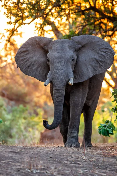 Elefante Macho Pôr Sol Estação Seca Floresta Árvores Altas Parque — Fotografia de Stock