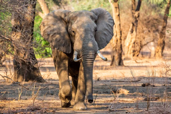 Male elephant in the dry season in the forest of high trees in Mana Pools National Park in Zimbabwe