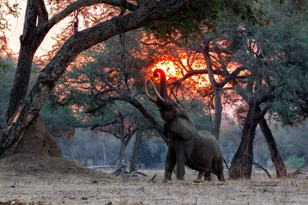 Elefante Macho Pôr Sol Estação Seca Floresta Árvores Altas Parque — Fotografia de Stock