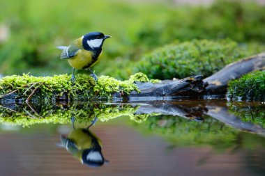 Hollanda 'nın güneyindeki ormandaki büyük meme.