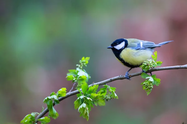 Great Tit Forest South Netherlands — Stock Photo, Image