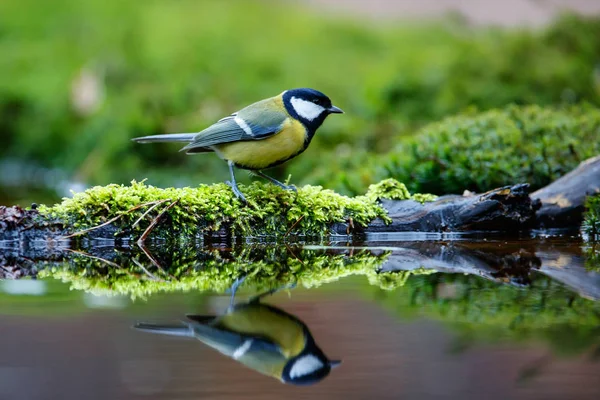 Great Tit Forest South Netherlands — Φωτογραφία Αρχείου