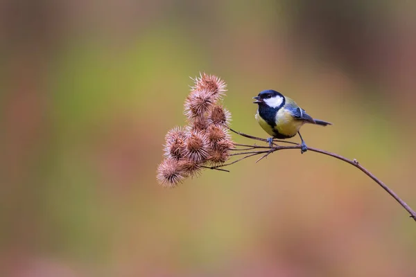 Great Tit Forest South Netherlands — Stock Photo, Image