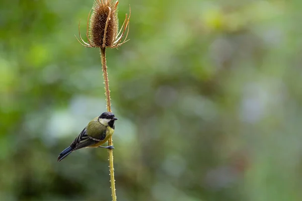 Great Tit Forest South Netherlands — Stock Photo, Image