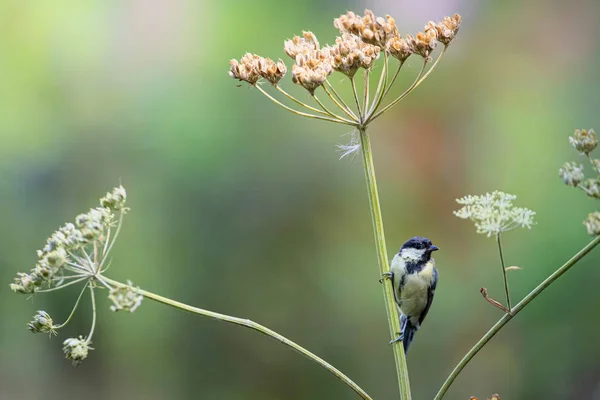 Great Tit Forest South Netherlands — Stock Photo, Image