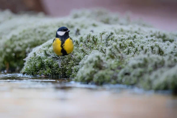 Great Tit Forest South Netherlands — Stock Photo, Image