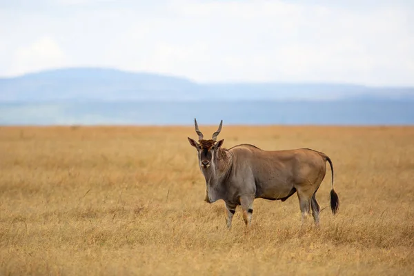 Κοινό Eland Eland Antilope Taurotragus Oryx Ταύρος Στη Σαβάνα Του — Φωτογραφία Αρχείου