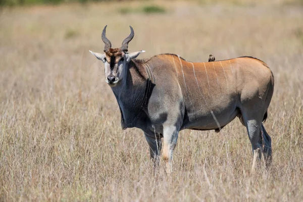 Gemensamt Land Mark Antilope Taurotragus Oryx Tjur Savannen Masai Mara — Stockfoto