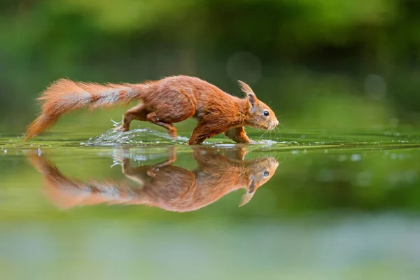 Ardilla Euroasiática Roja Busca Comida Estanque Bosque Del Sur Los — Foto de Stock