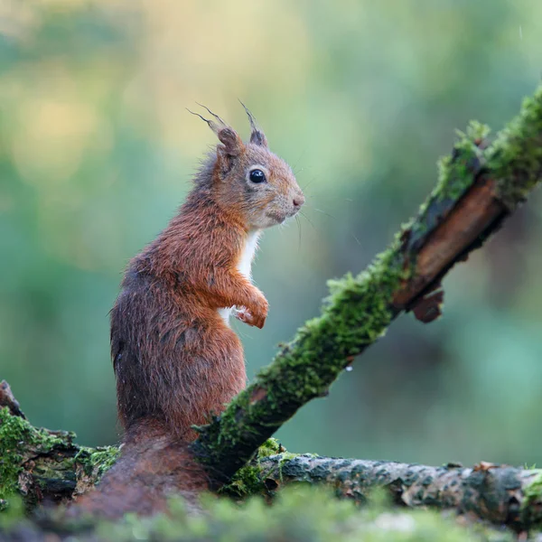 Ardilla Euroasiática Roja Busca Alimento Bosque Del Sur Los Países —  Fotos de Stock