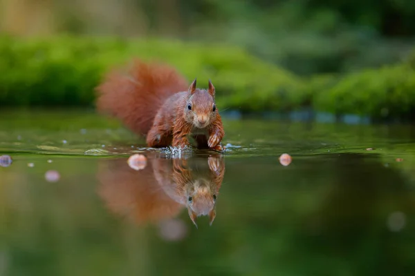 Rotes Eurasisches Eichhörnchen Auf Nahrungssuche Einem Teich Wald Süden Der — Stockfoto