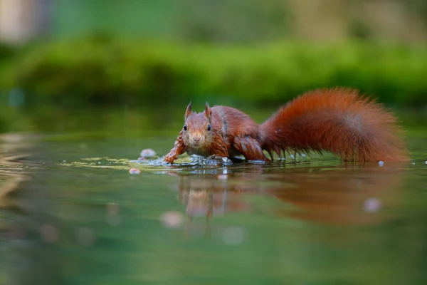 Rotes Eurasisches Eichhörnchen Auf Nahrungssuche Einem Teich Wald Süden Der — Stockfoto