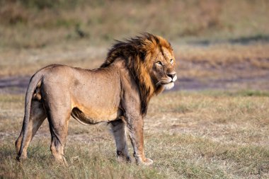 Kenya 'daki Masai Mara Milli Parkı' nda baskın erkek.