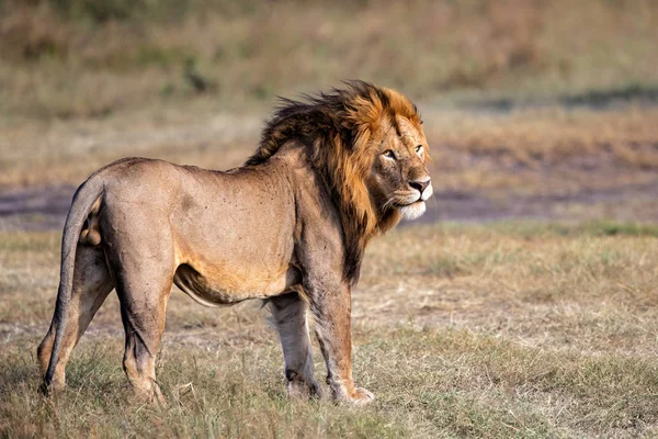 Lew Dominujący Samiec Sawannie Parku Narodowego Masai Mara Kenii — Zdjęcie stockowe