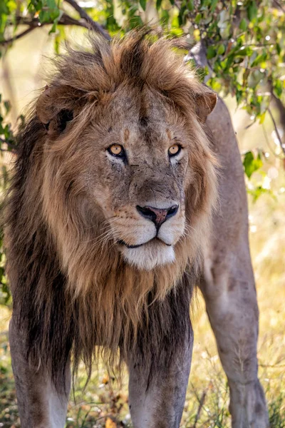 Leone Maschio Dominante Sulla Savana Del Parco Nazionale Masai Mara — Foto Stock