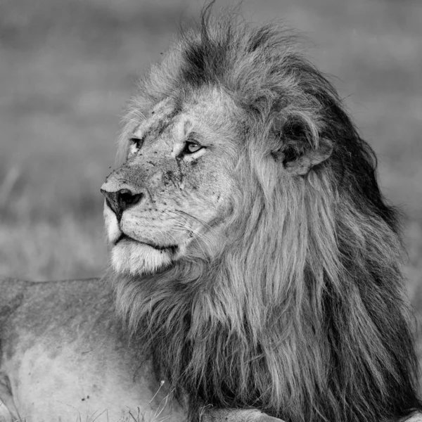 Leeuw Dominant Mannetje Savanne Van Het Masai Mara National Park — Stockfoto