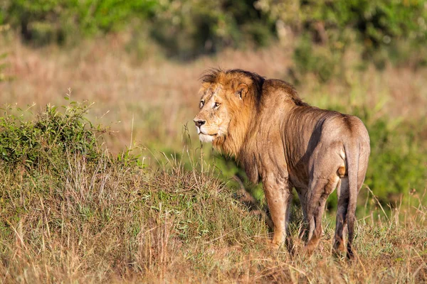 León Hombre Dominante Sabana Del Parque Nacional Masai Mara Kenia — Foto de Stock