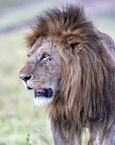在肯尼亚马赛马拉国家公园的稀树草原上 雄狮占主导地位 — 图库照片