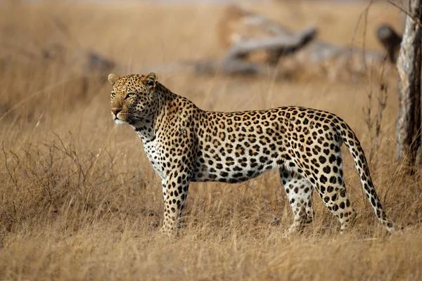 Sabi Sands 'deki leopar erkek. Güney Afrika' daki Büyük Kruger Bölgesi 'nde özel oyun rezervi.
