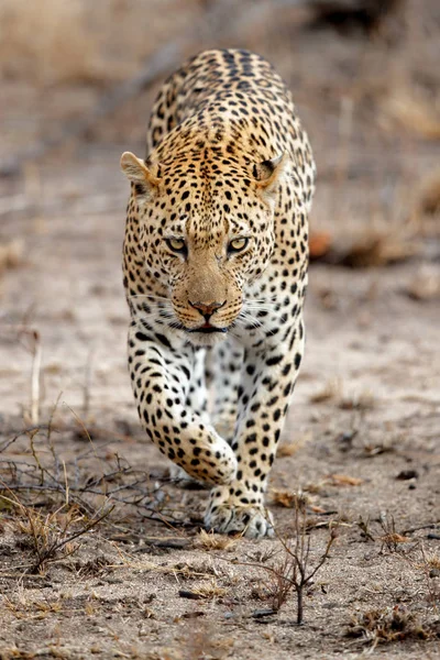 Hombre Leopardo Reserva Privada Caza Sabi Sands Región Del Gran — Foto de Stock