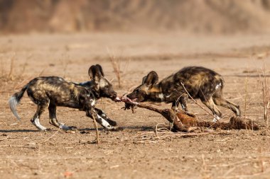 Afrika vahşi köpek yavruları Zimbabve 'deki Mana Havuz Ulusal Parkı' nda bir avdan yiyorlar.