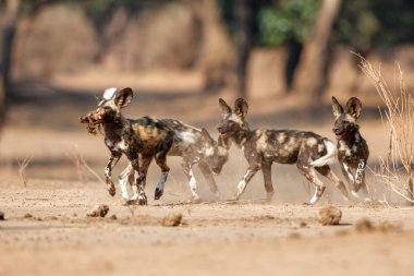 Afrika vahşi köpek yavruları Zimbabve 'deki Mana Havuz Ulusal Parkı' nda bir avdan yiyorlar.