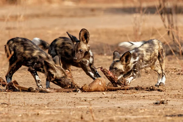 Afrikanska Vildhund Valpar Äter Från Ett Byte Mana Pools National — Stockfoto