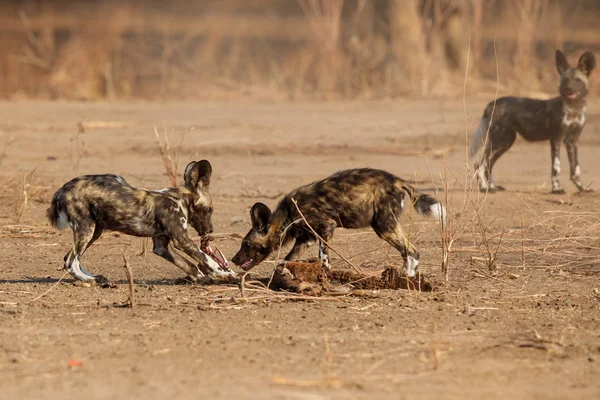 津巴布韦Mana Pools国家公园的非洲野狗幼崽吃猎物 — 图库照片