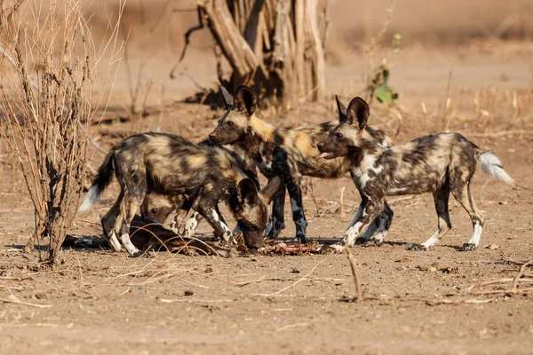 Afrikanska Vildhund Valpar Äter Från Ett Byte Mana Pools National — Stockfoto