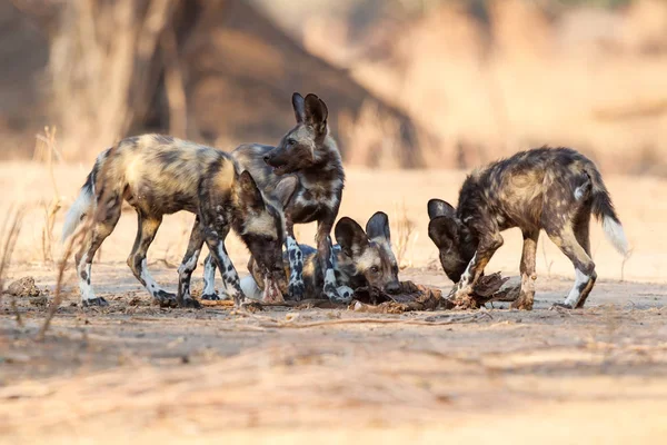 Afrikanska Vildhund Valpar Äter Från Ett Byte Mana Pools National — Stockfoto