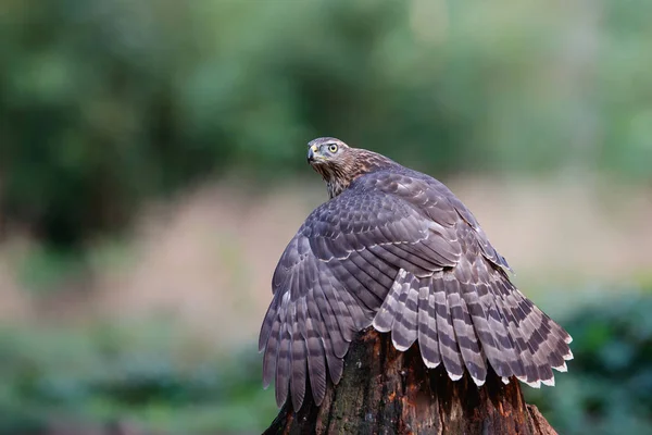 Noordelijke Goshawk Het Bos Beschermt Zijn Prooi Het Zuiden Van — Stockfoto