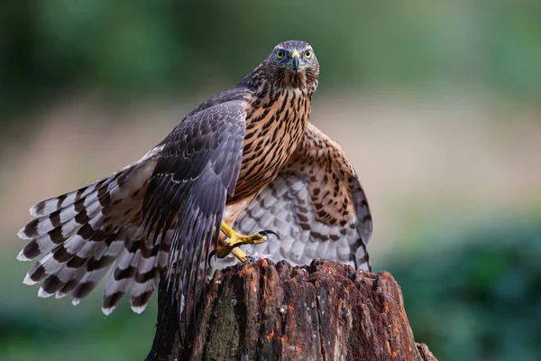 Młodzieniec Północnego Goshawk Lesie Broniący Swojej Ofiary Południu Holandii — Zdjęcie stockowe