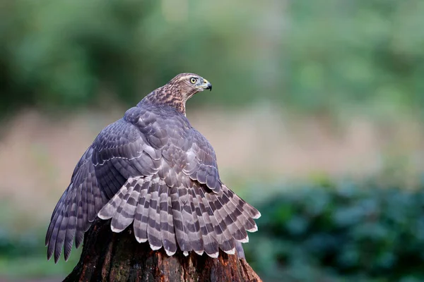 Młodzieniec Północnego Goshawk Lesie Broniący Swojej Ofiary Południu Holandii — Zdjęcie stockowe