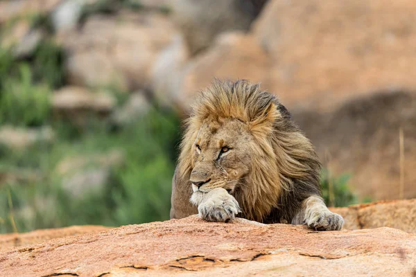 stock image Male lion on a rocky hill looking over the Nkomazi game reserve at Badplaas in South Africa