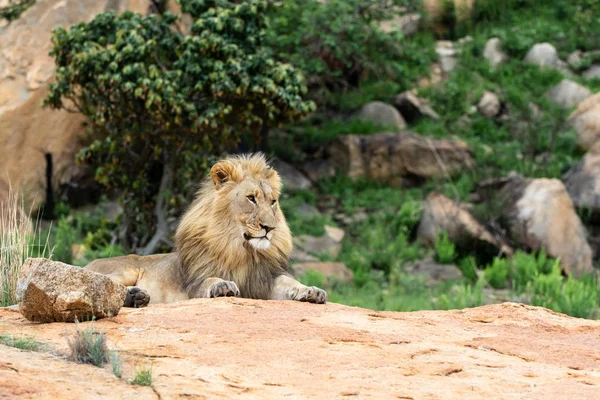 Leão Macho Uma Colina Rochosa Olhando Sobre Reserva Caça Nkomazi — Fotografia de Stock