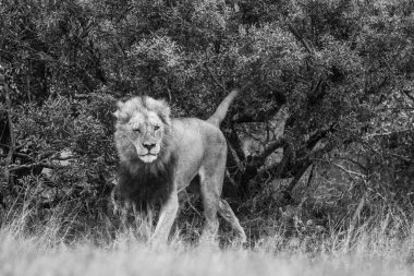 Aslan - siyah beyaz giyen yaşlı erkek Güney Afrika Kruger Ulusal Parkı 'ndaki bölgesini işaretliyor