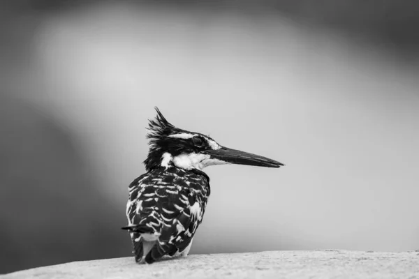 Pied Kingfisher Parku Narodowym Kruger Republice Południowej Afryki — Zdjęcie stockowe