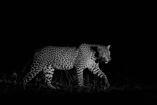 Leopard Lampu Sorot Malam Hari Dalam Warna Hitam Dan Putih — Stok Foto