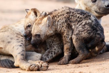 Sırtlan anne ve yavruları Güney Afrika 'nın Büyük Kruger Bölgesi' ndeki Sabi Sands oyun parkında Sunrise 'da.