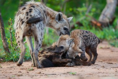 Sırtlan yavrusu Güney Afrika 'nın Büyük Kruger Bölgesi' ndeki Sabi Sands oyun rezervinde oynuyor.
