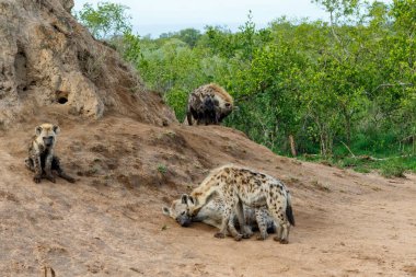 Sırtlan anne ve yavruları Güney Afrika 'nın Büyük Kruger Bölgesi' ndeki Sabi Sands oyun parkında Sunrise 'da.